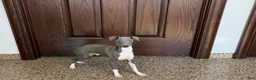 Italian Greyhound dogs for sale: Noah - Ad 5