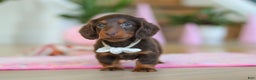Miniature Dachshund dogs for sale: Skye - Ad 11