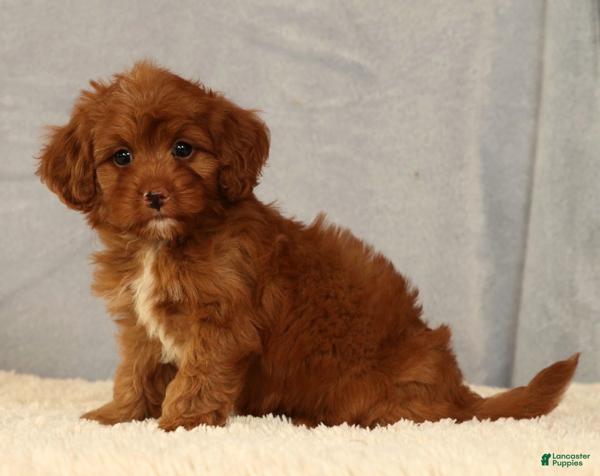 Cavapoo dogs Kendall - Ad 2