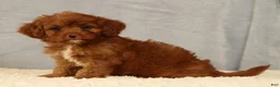 Cavapoo dogs for sale: Kendall - Ad 2