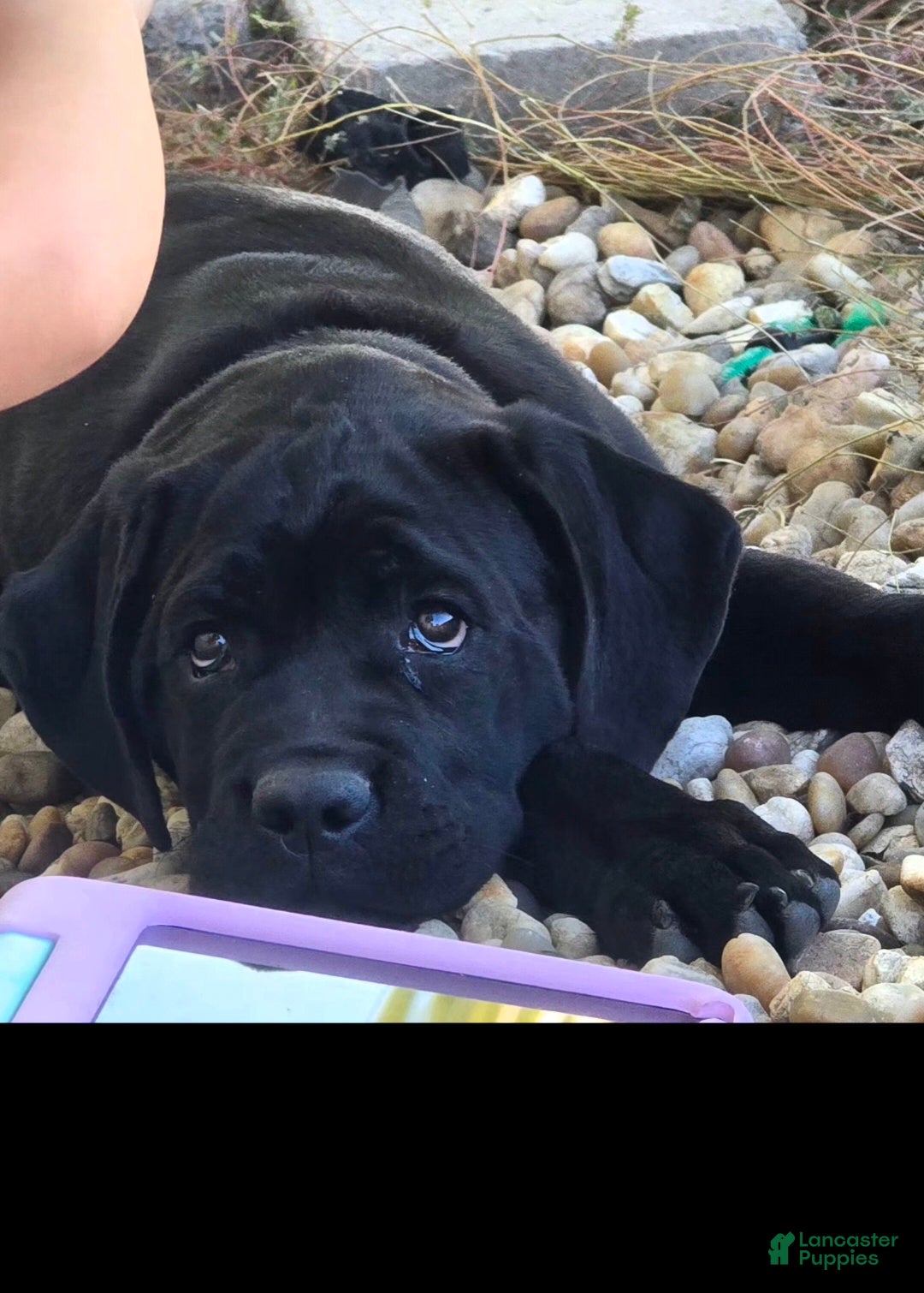 Cane Corso dogs for sale: Cane Corso  - Ad 31