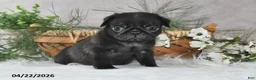 Pug dogs for sale: Gordon - Ad 5