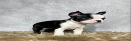 Boston Terrier dogs for sale: Daisy  - Ad 6
