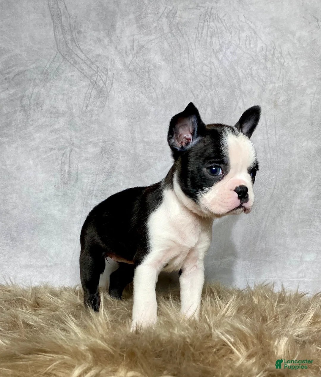 Boston Terrier dogs for sale: Daisy  - Ad 6