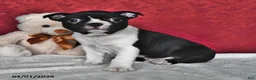 Boston Terrier dogs for sale: Toby - Ad 2