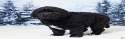 Newfoundland dogs for sale: Noel - Ad 5