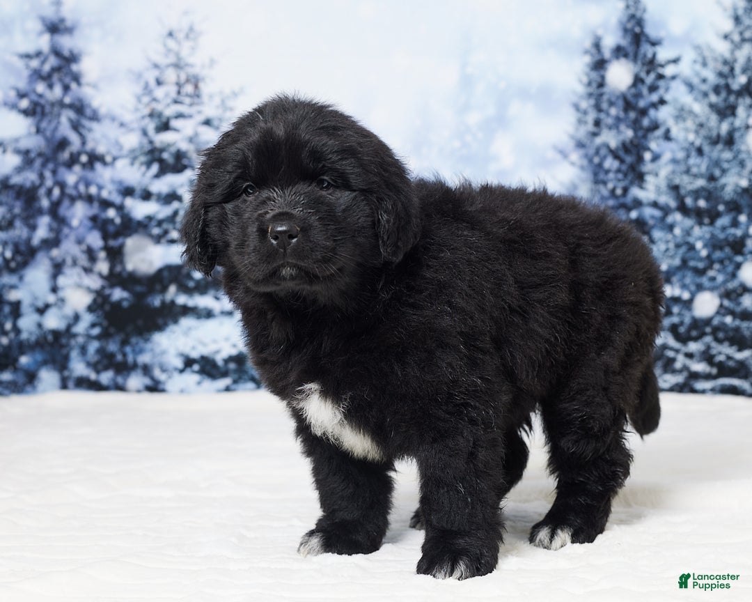 Newfoundland dogs for sale: Noel - Ad 5