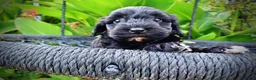 Havapoo dogs for sale: Harmony - Ad 3