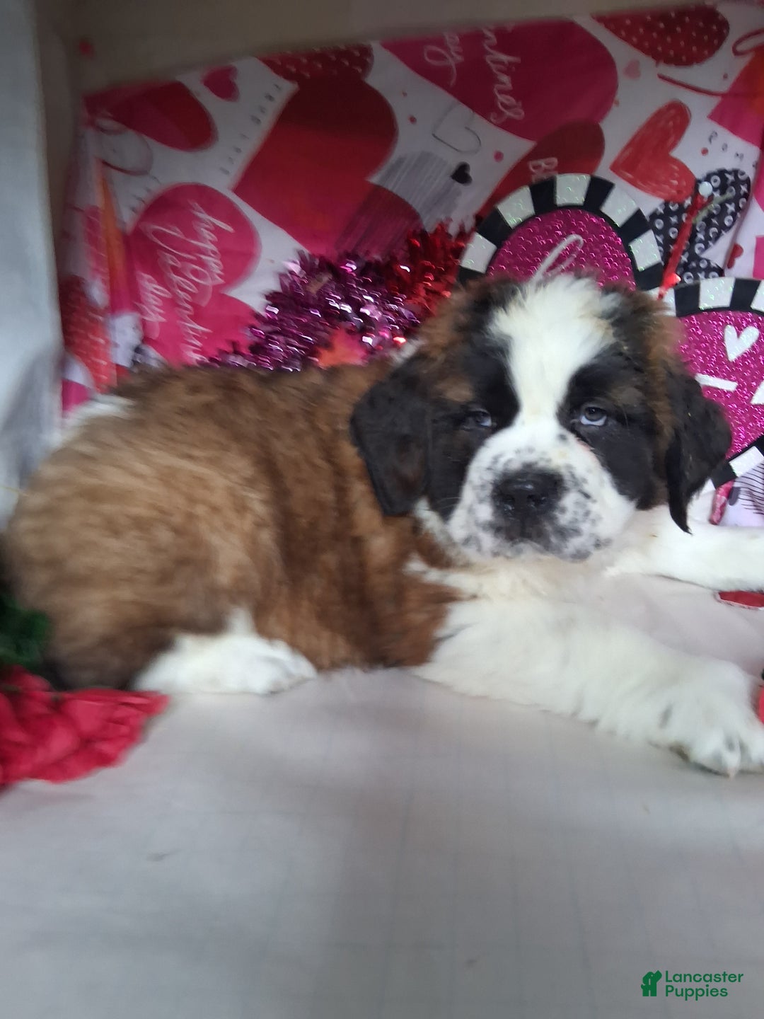 Saint Bernard dogs for sale: Max - Ad 6
