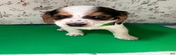 Mixed Breed dogs for sale: Wave - Ad 8