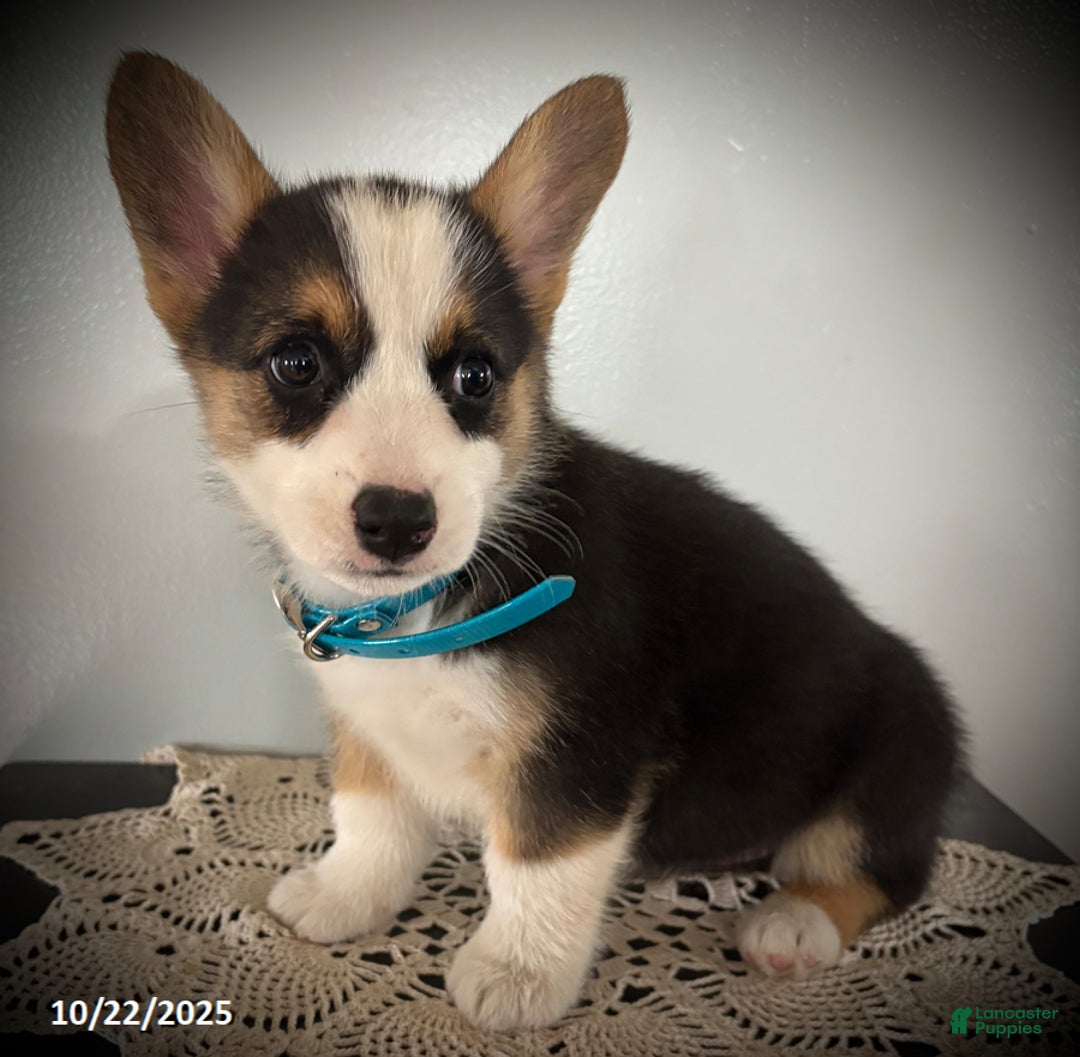 Welsh Corgi Pembroke dogs for sale: Posy - Ad 3