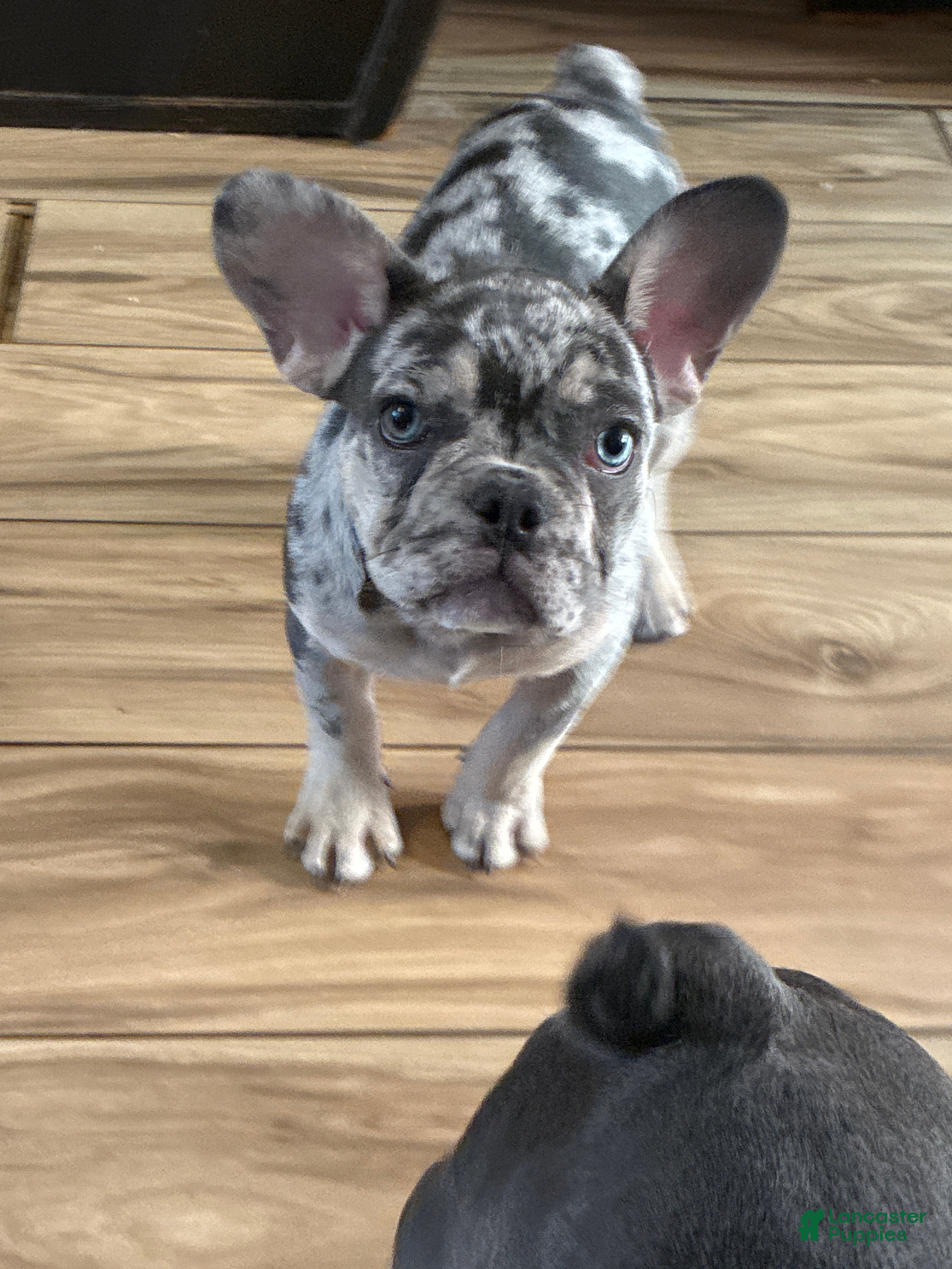 French Bulldog dogs Armani - Ad 35