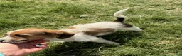 Beagle dogs for sale: Boy 3 - Ad 1