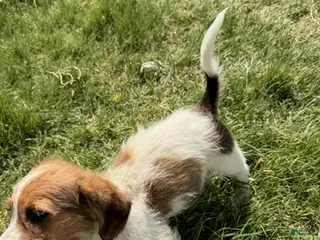 Beagle dogs Boy 3 - Ad 4