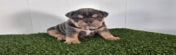Olde English Bulldogge dogs for sale: Bella  - Ad 1
