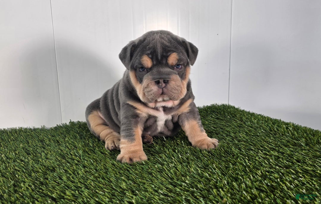Olde English Bulldogge dogs for sale: Bella  - Ad 1
