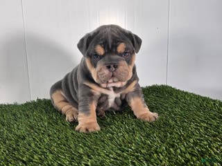 Olde English Bulldogge dogs Bella - Ad 23