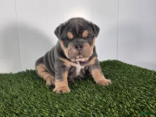 Olde English Bulldogge dogs Bella - Ad 17