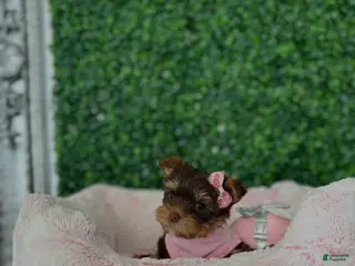 Yorkiepoo dogs Yorkiepoo Puppy 1 - Ad 8