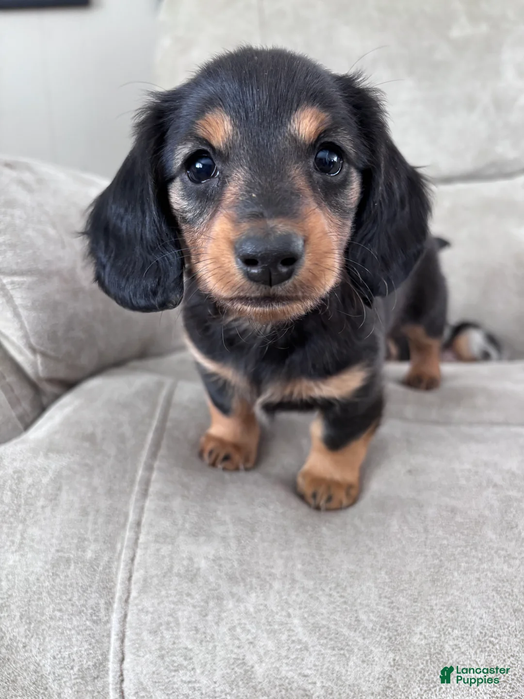 Miniature Dachshund dogs for sale: Raven - Ad 6