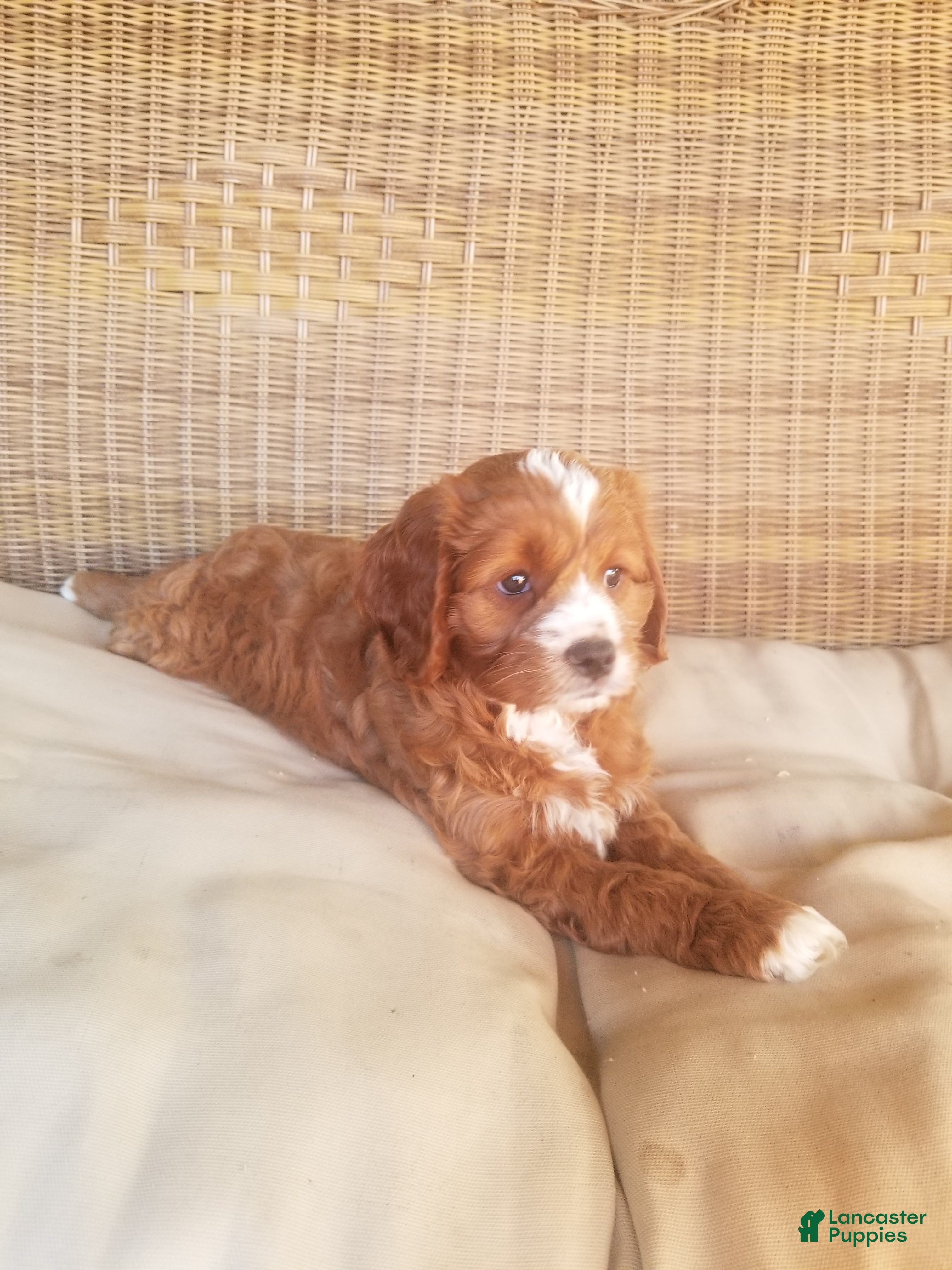Cavapoo dogs Cavapoo 1 - Ad 2