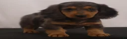 Dachshund dogs for sale: Ike - Ad 10
