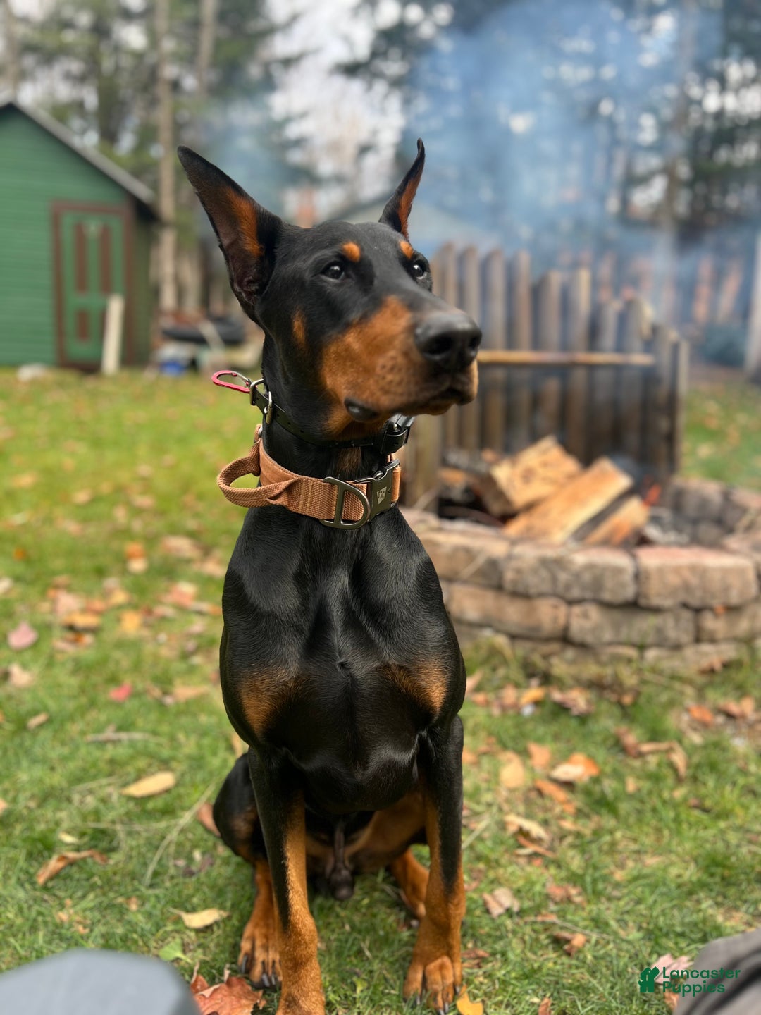 Mixed Breed dogs for sale: Purple - Ad 4