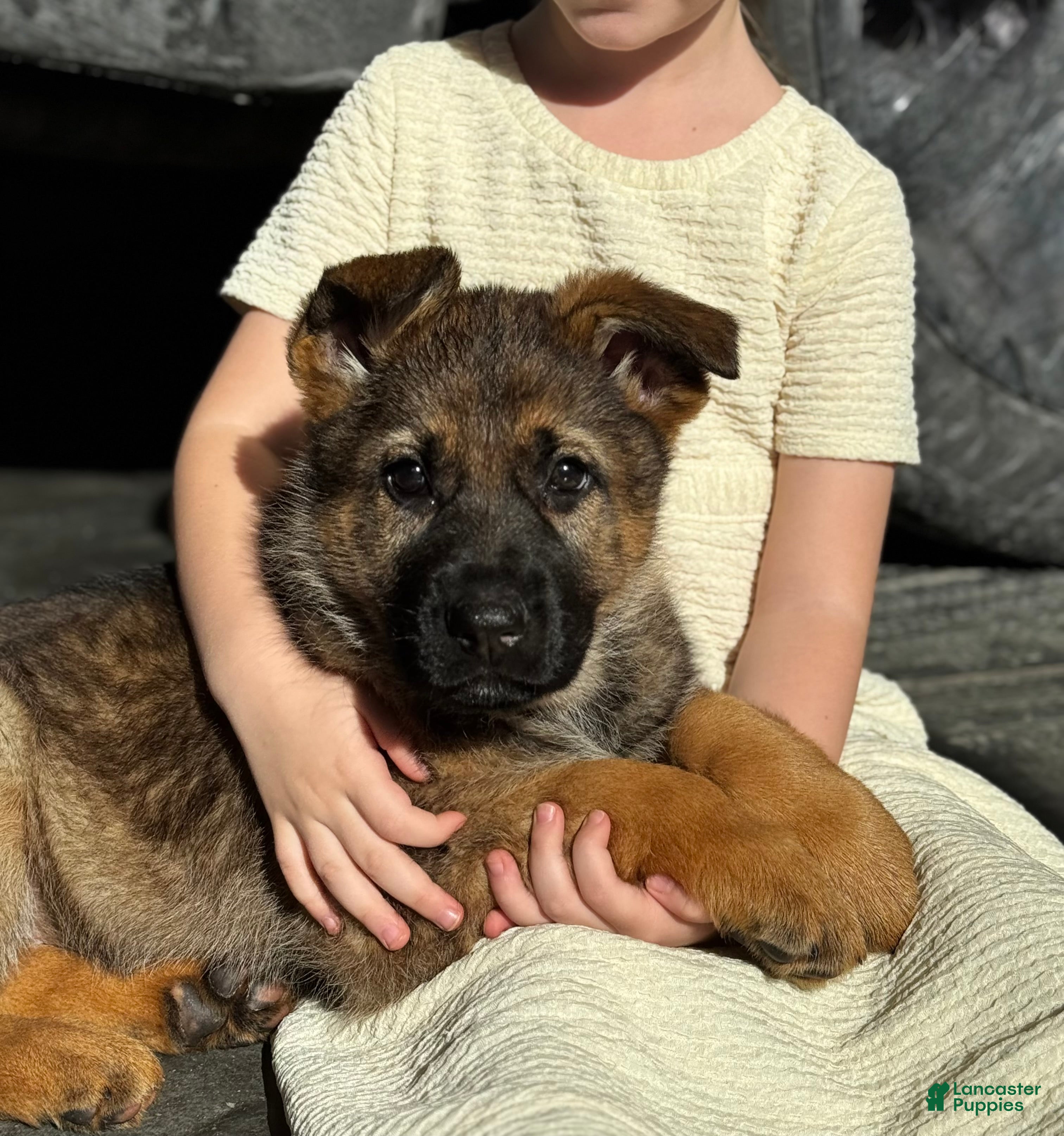 German Shepherd dogs Oakley - Ad 15