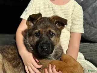 German Shepherd dogs Oakley - Ad 15