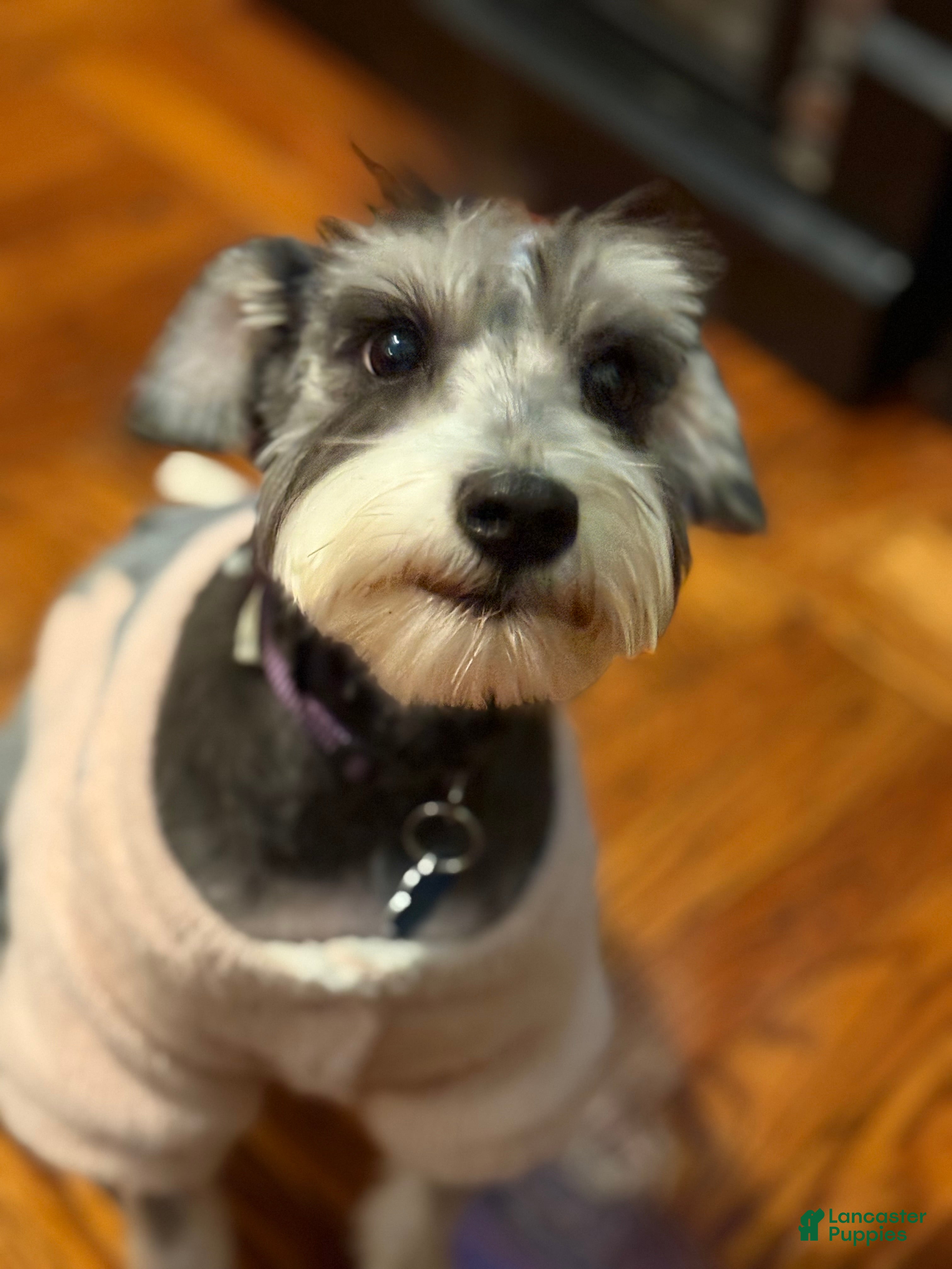 Miniature Schnauzer dogs BELLA - Ad 5