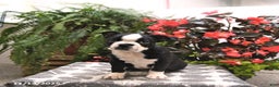 Boston Terrier dogs for sale: Felicity - Ad 3