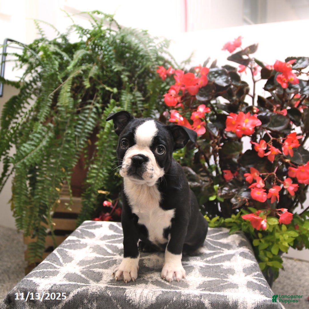 Boston Terrier dogs for sale: Felicity - Ad 3