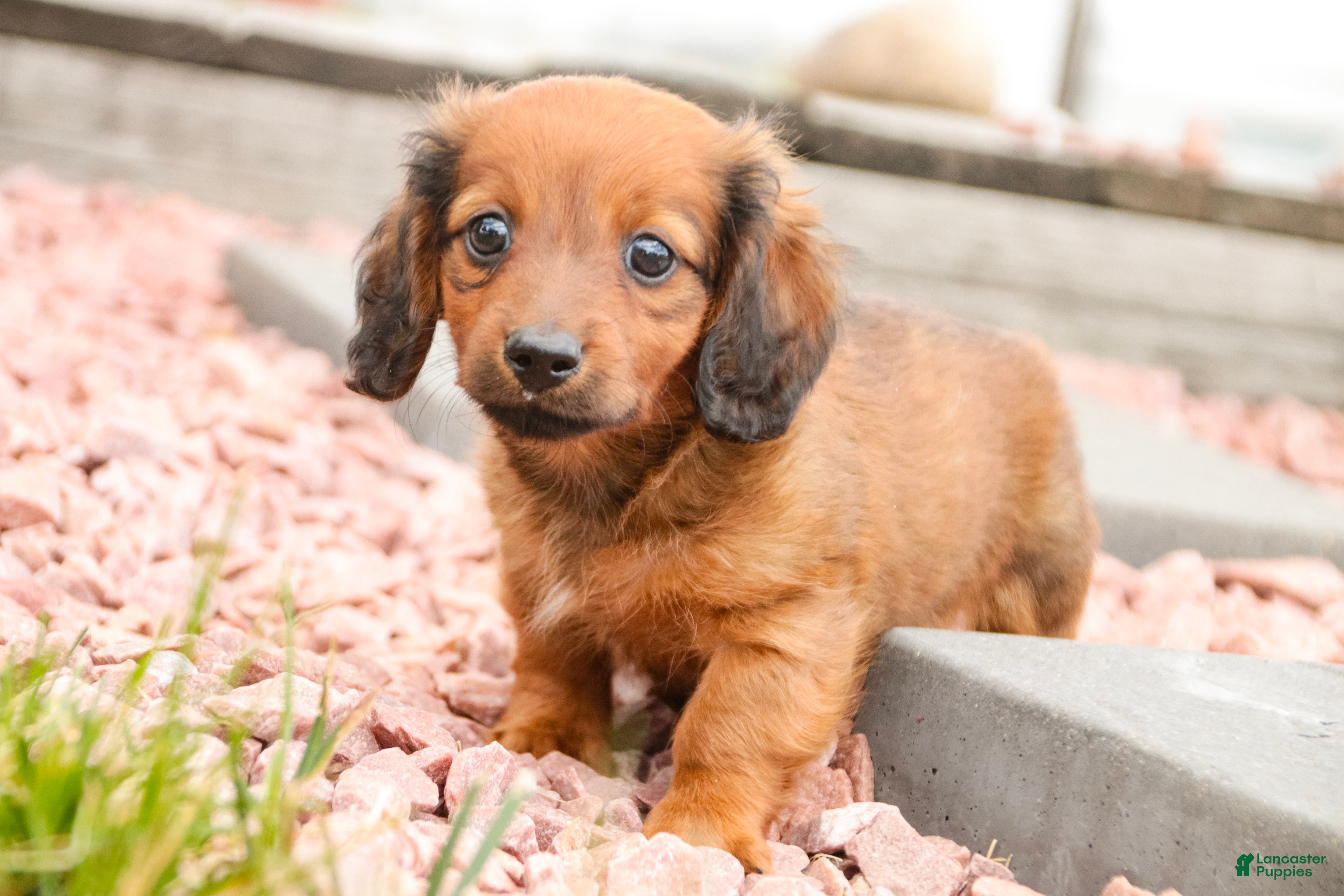 Miniature Dachshund dogs Tony - Ad 2