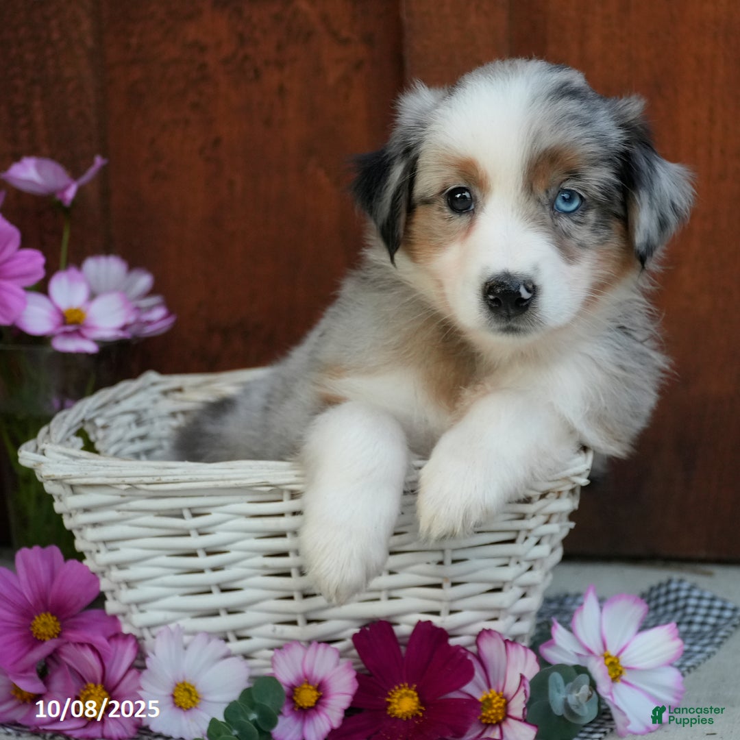Blue Eyes Short Haired Australian Shepherd Puppies For Sale Toy