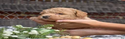 Bichpoo dogs for sale: Cricket - Ad 11