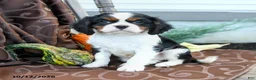 Cavalier King Charles Spaniel dogs for sale: Kaleb - Ad 2