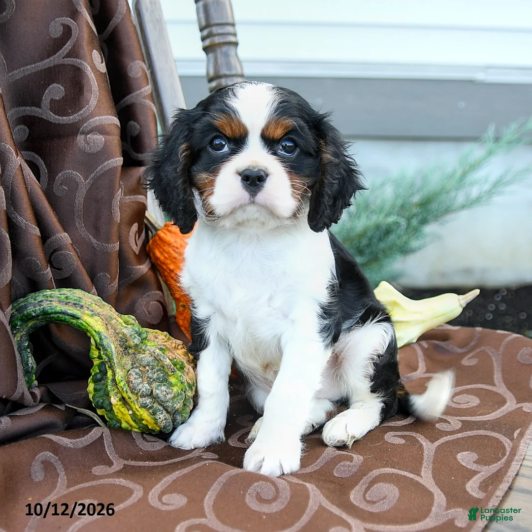 Cavalier King Charles Spaniel dogs for sale: Kaleb - Ad 2