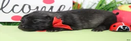 Keeshond dogs for sale: Costello  - Ad 4