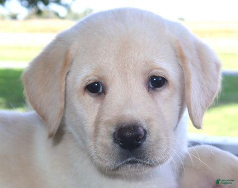 Labrador Retriever dogs Jackson - English Champ lines - Ad 2
