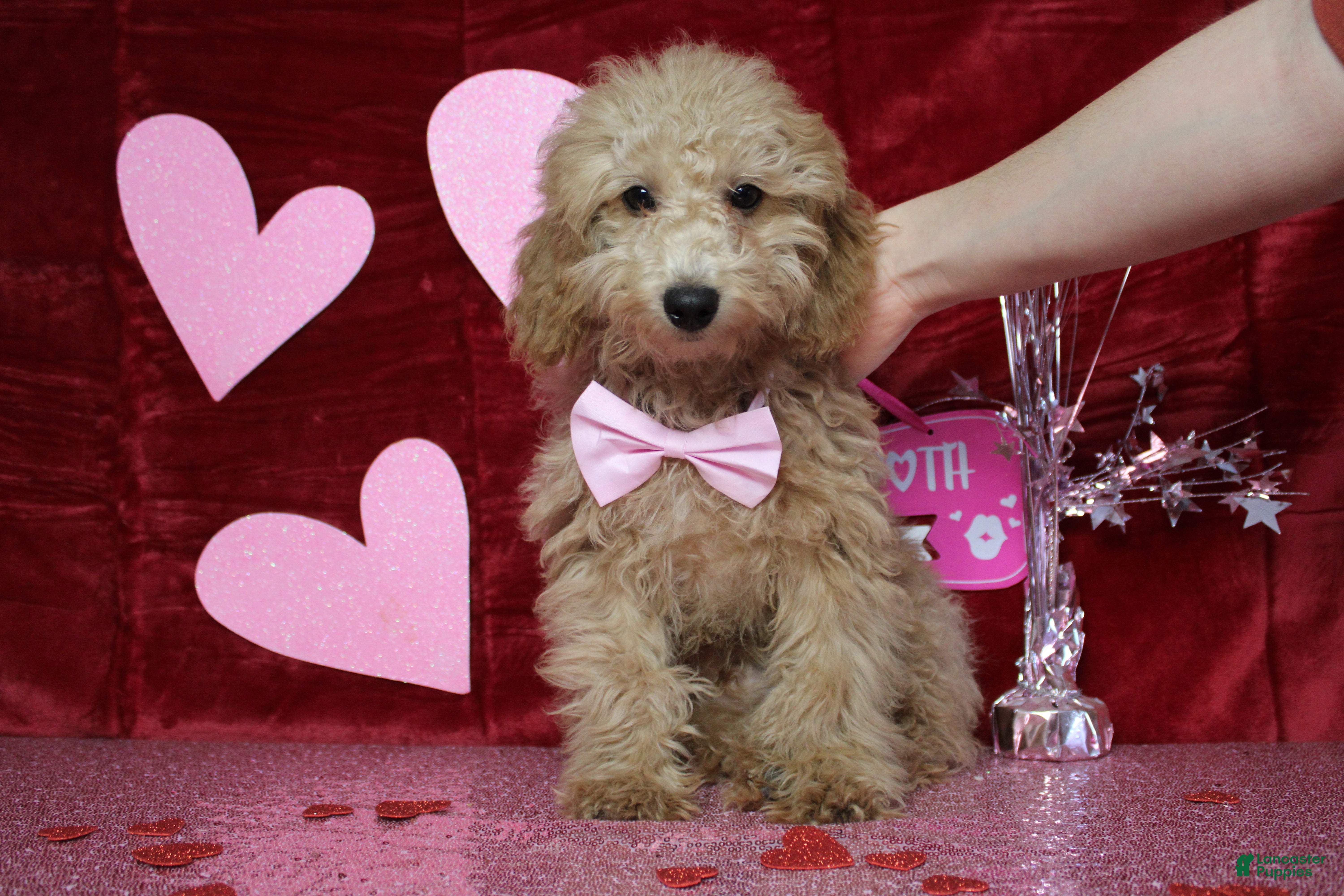 Toy Poodle dogs Buckeye - Ad 37