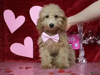 Toy Poodle dogs Buckeye - Ad 37