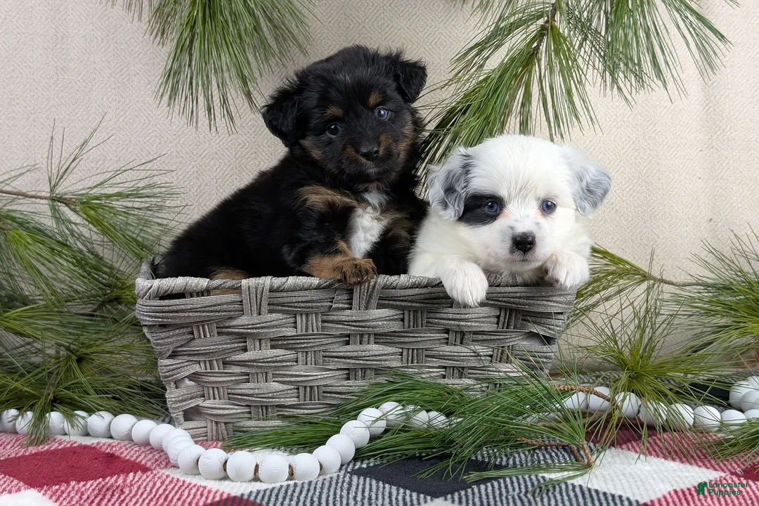 Toy Australian Shepherd dogs for sale: Brandi - Ad 20