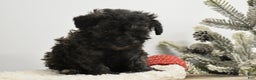 Toy Poodle dogs for sale: Brockton - Ad 2