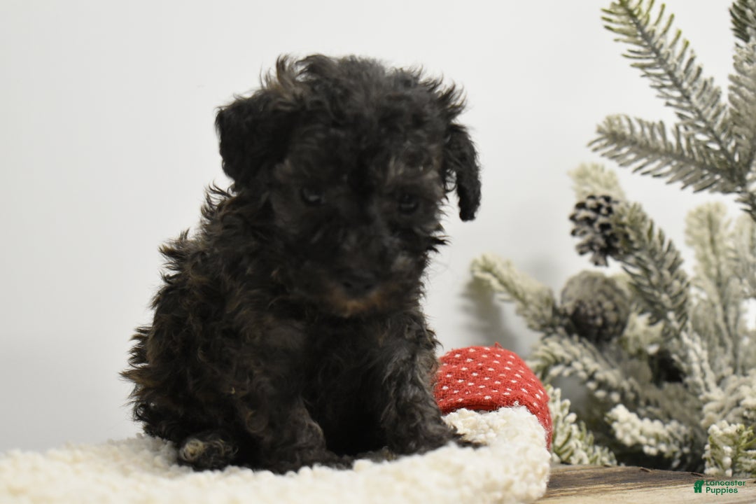 Toy Poodle dogs for sale: Brockton - Ad 2