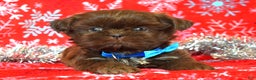 Shih Tzu dogs for sale: Cookie - Ad 8