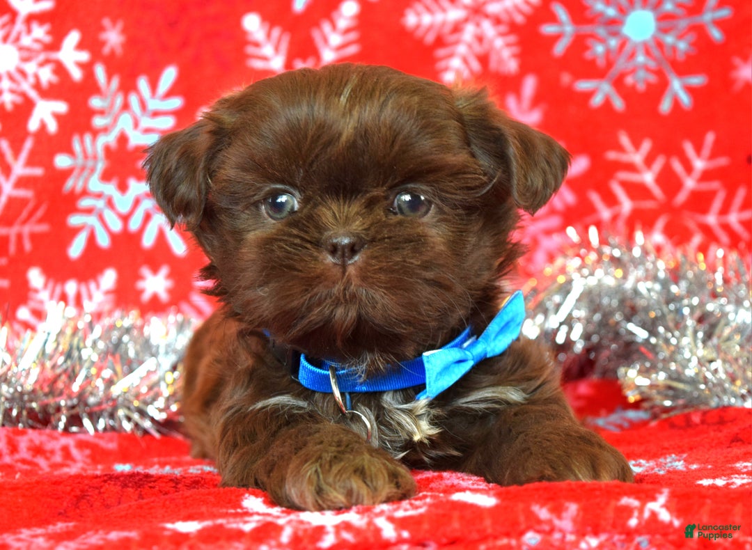 Shih Tzu dogs for sale: Cookie - Ad 8