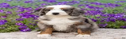 Mini Bernedoodle dogs for sale: Denny - Ad 2