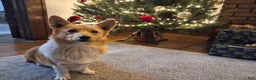 Welsh Corgi Pembroke dogs for sale: Forest - Ad 10