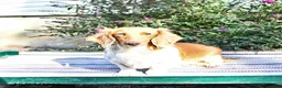 Miniature Dachshund dogs for sale: Kara - Ad 6