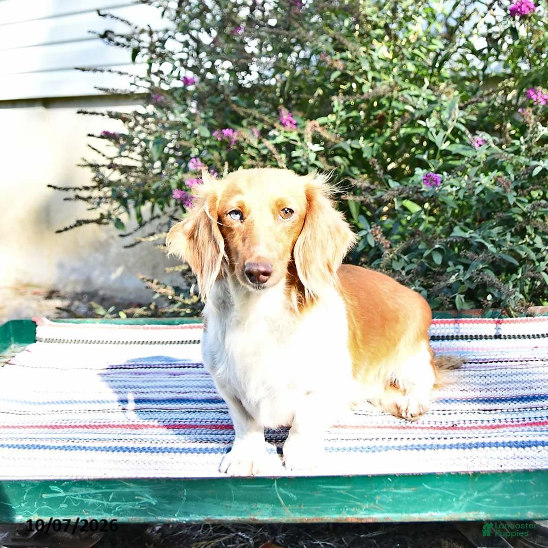 Miniature Dachshund dogs for sale: Kara - Ad 6